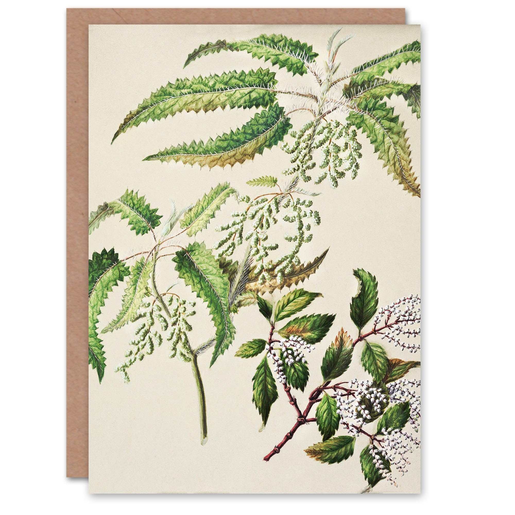 Artery8 Sarah Featon Art Card New Zealand Ongaonga Tree Nettle Plant