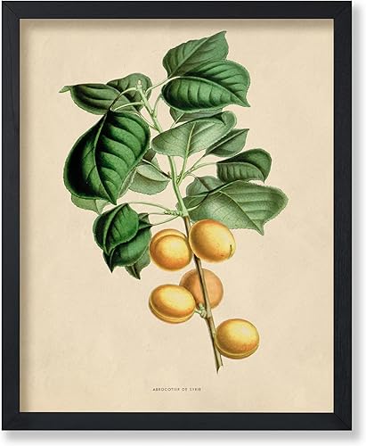 Miniatura 25 de Poster Master Póster de flores vintage, estampado botánico retro, arte floral antiguo, arte de plantas, regalo para hombres y mujeres, gran