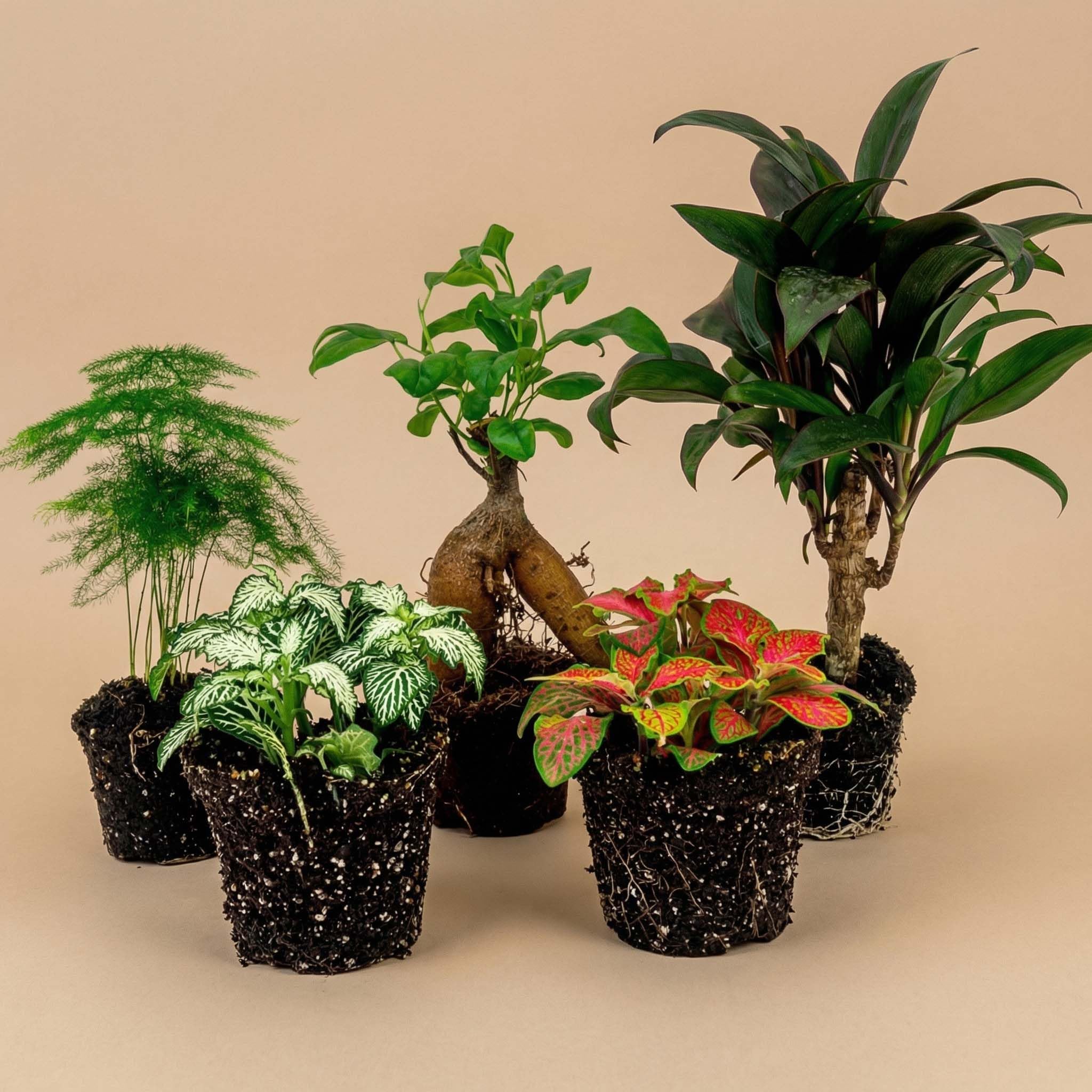 urbanjngl - Terrarium Pflanzen Paket Ficus Ginseng - 5 Pflanzen: Bonsai, Palme, Spargel, 2X Fittonia - Ideal für Terrarien und Indoor-Gärten - Pflegeleicht und dekorativ