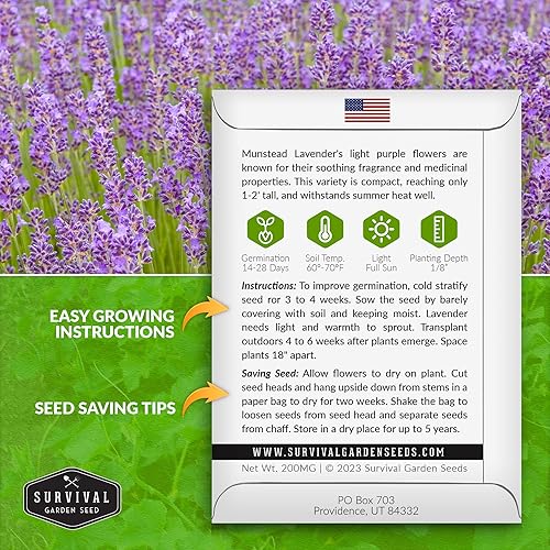 Miniatura 2 de Munstead Semilla de lavanda para plantar, 1 paquete con instrucciones para plantar y cultivar arbustos compactos de Lavandula Angustifolia en el