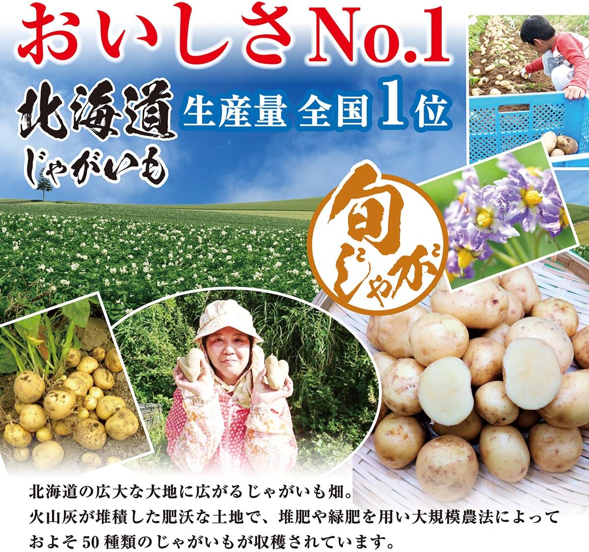 Amazon 北海道産 じゃがいも 旬じゃが 野菜ソムリエ 推奨 のし対応 10キロ 株式会社sakuraグループ じゃがいも 通販 Amazon 北海道産 じゃがいも 旬じゃが 野菜ソムリエ 推奨 のし対応 10キロ 株式会社sakuraグループ じゃがいも 通販