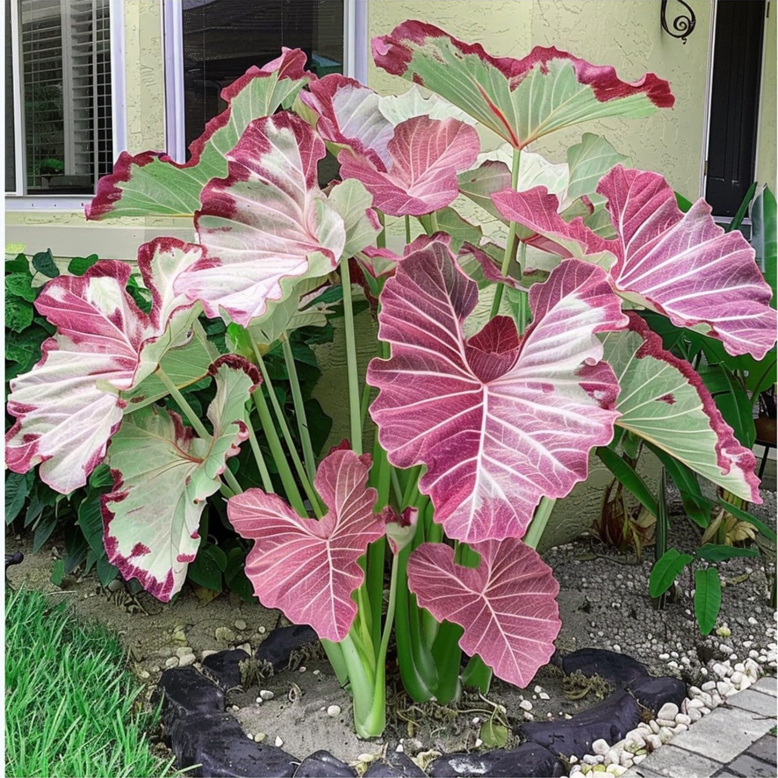 Elephant Ears for Planting Now UK Good for Containers Unique Display Greening Perennial Cold-Resistant Natural Organic Excellent Ornamental Perennial-5Bulbs-greenC