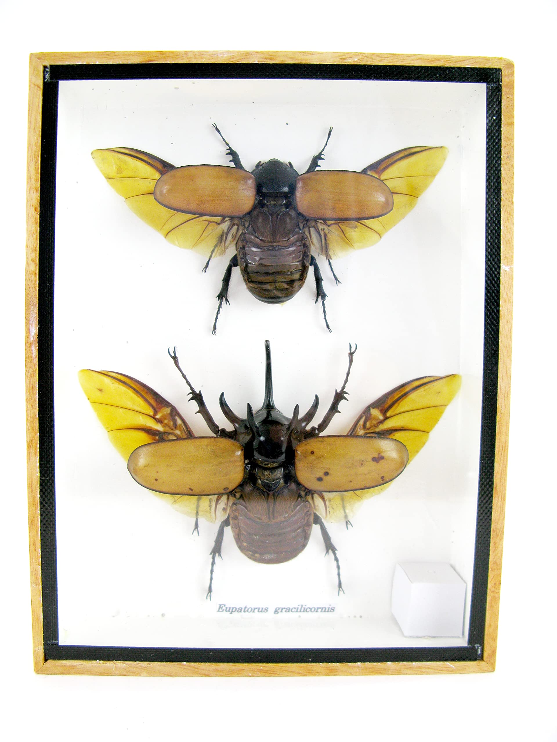 Véritables insectes magnifiques dans une vitrine 3D – Tableau mural encadré – Taxidermie – Entomologie – (2 x Eupatorus gracilicornis M&F ouverts en haut)