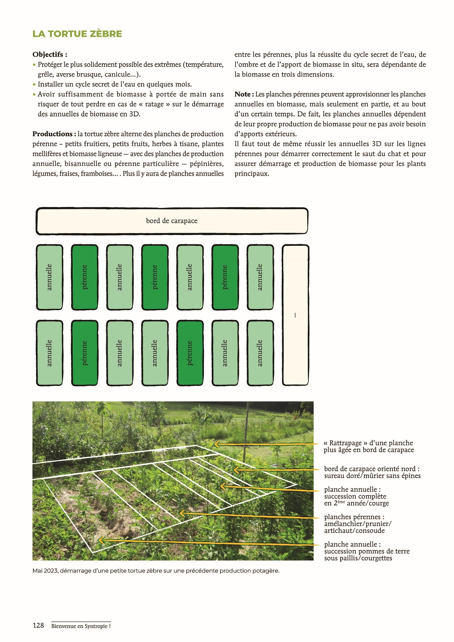 Bienvenue en syntropie: Un jardin d'abondance, des principes au terrain
