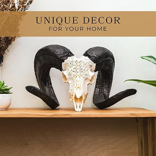 Vista 35 de Skull Bliss - Calavera de carnero de taxidermia auténtica tallada a mano con cuernos/decoración del hogar de cráneo de carnero genuino/decoraciones
