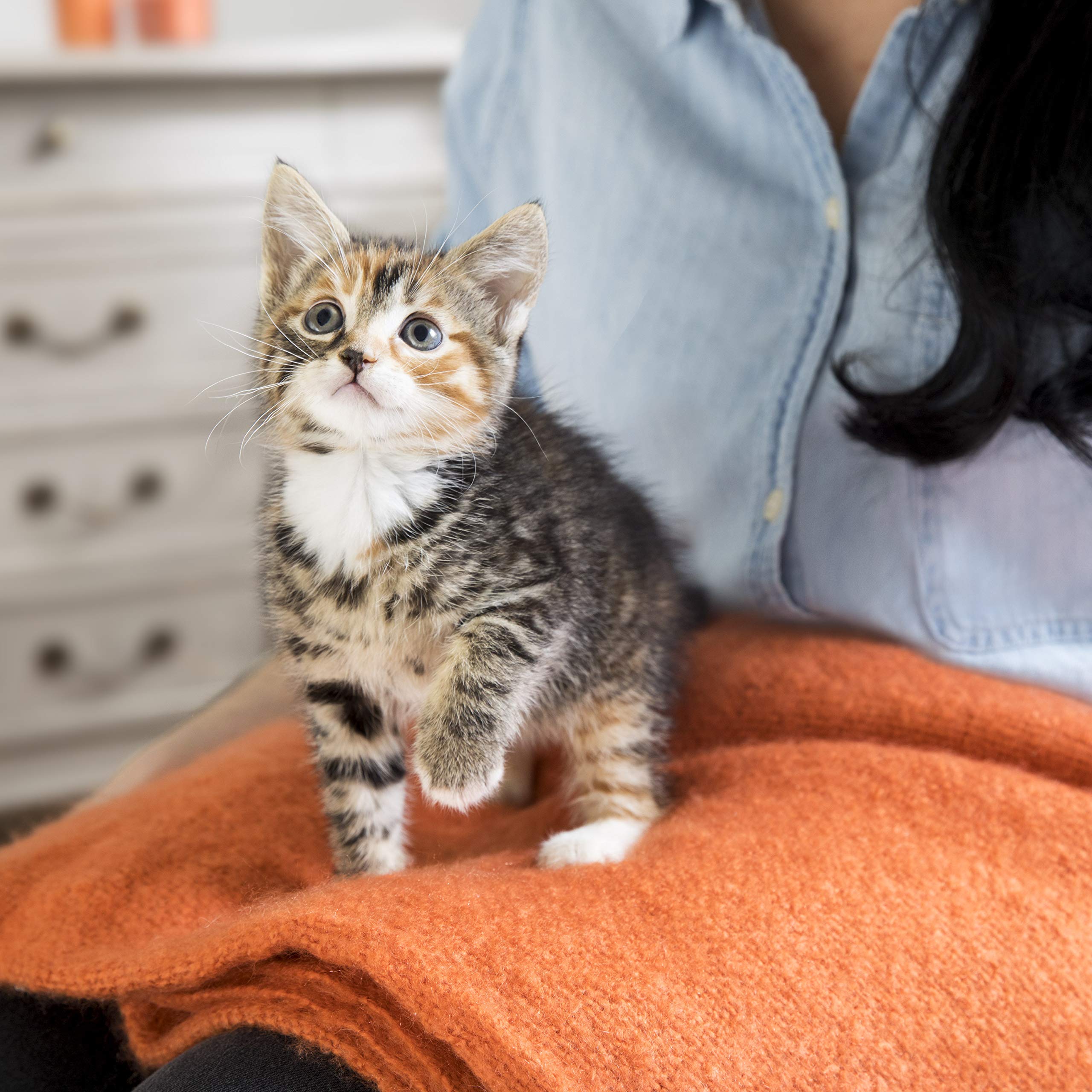IAMS Junior sucha karma dla kotów z kurczakiem – sucha karma dla kociąt w wieku 1-12 miesięcy, 1,5 kg | Junior sucha karma dla kotów | dla młodych kotów | z wysokiej jakości białkami zwierzęcymi