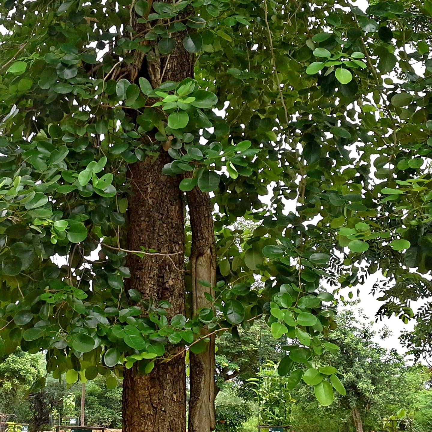 Palm Beach Medicinal Herbs - Red Sandalwood Tree (Pterocarpus santalinus) - Packet of 5 Seeds
