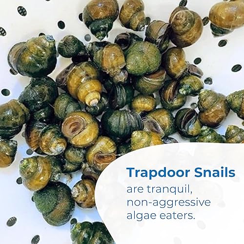 Miniatura 2 de Toledo Goldfish Caracoles trampilla vivos, perfectos para estanques, acuarios o tanques, 50 unidades