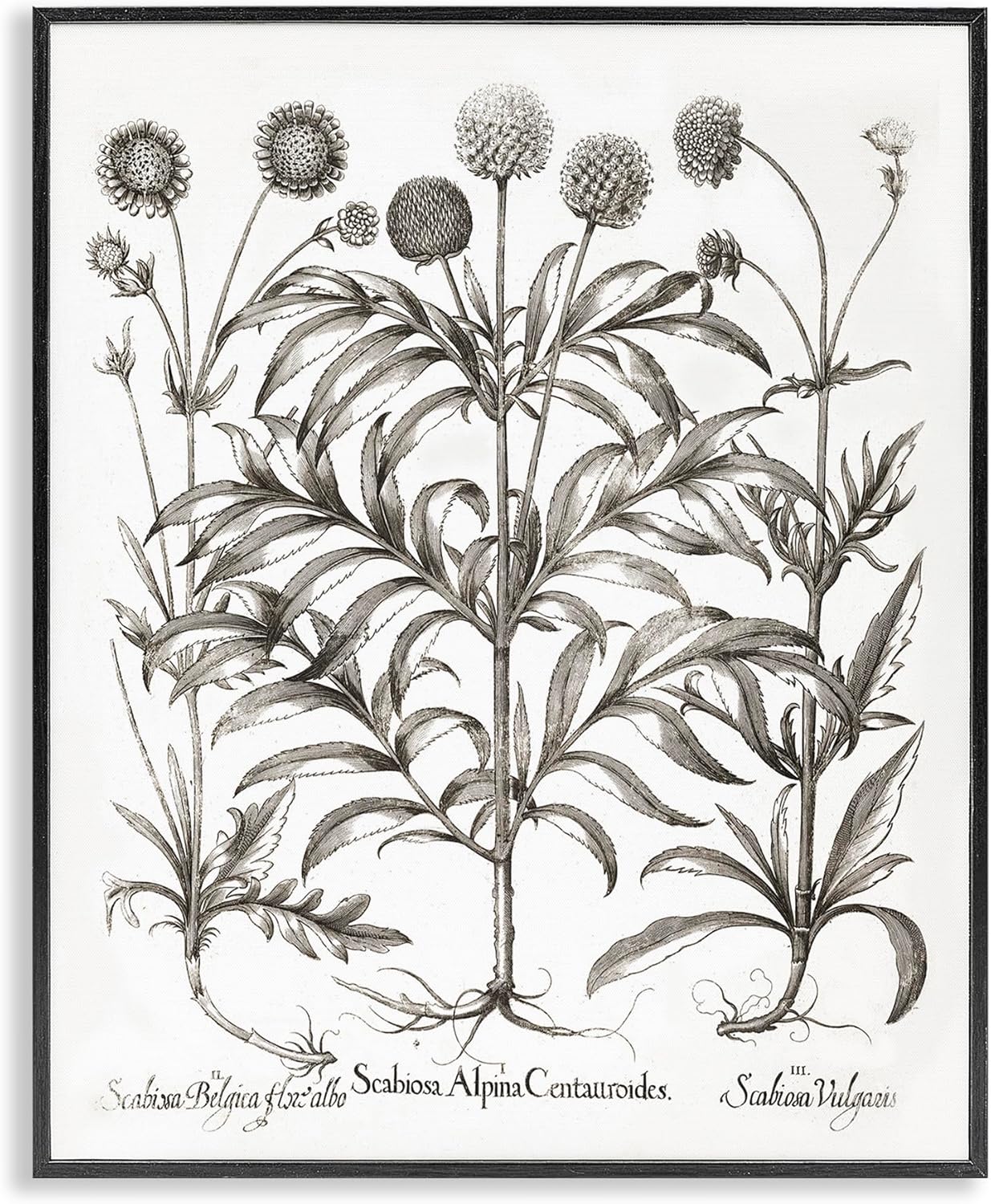 Stupell Industries Scientific Vintage Flowers Framed Giclee Art Design by Lettered and Lined