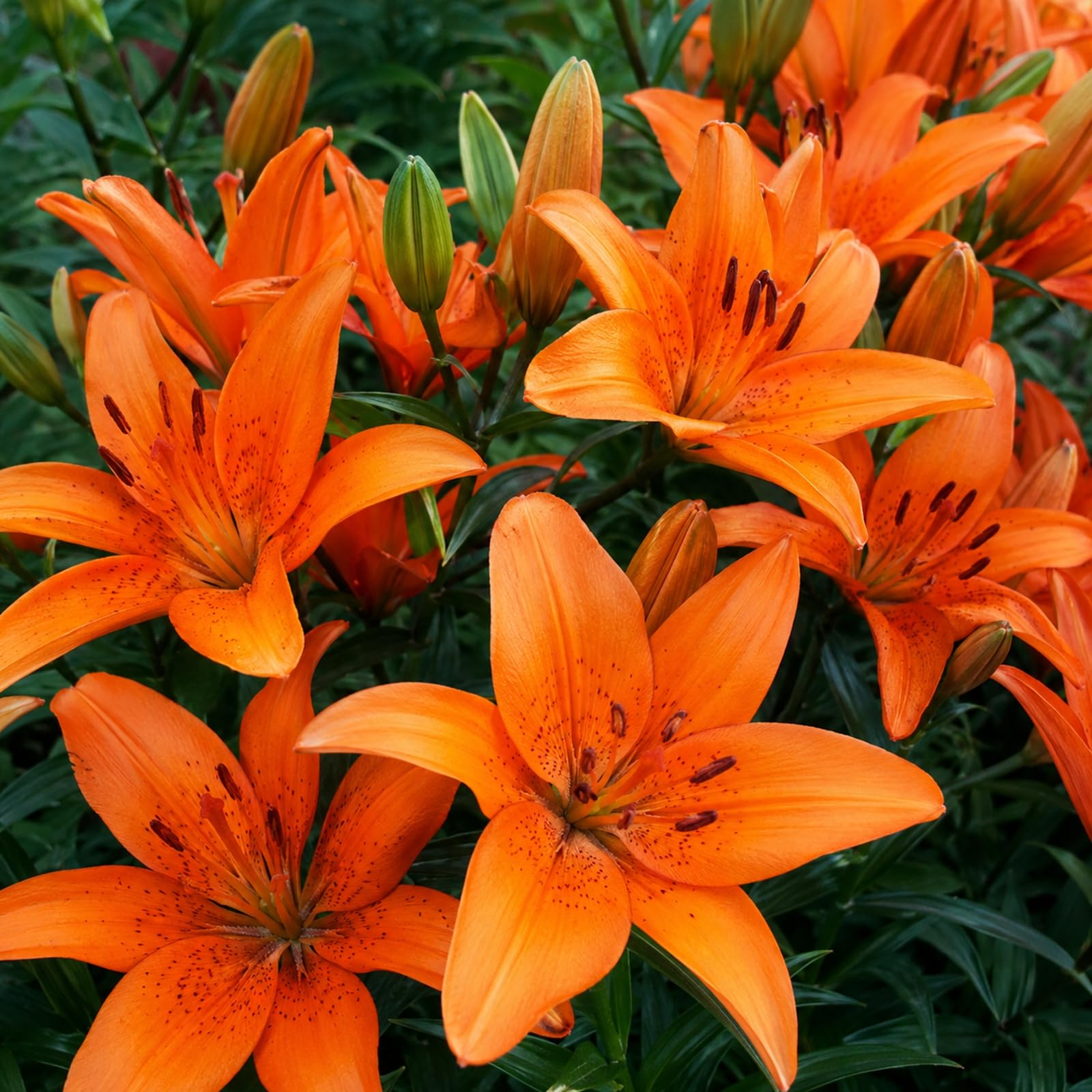 Lily Bulbs for Planting Now, Excellent Display- Suitable for Garden Plants - Landscape Design-4 Bulbs-D