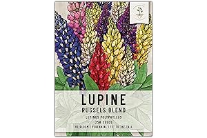 Seed Needs - Mixed Lupine Russell Seeds