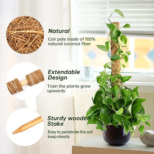 Miniatura 3 de Poste de musgo extensible de 75 pulgadas - Poste de musgo para plantas Monstera - Paquete de 6 palos de musgo para plantas en macetas de interior,