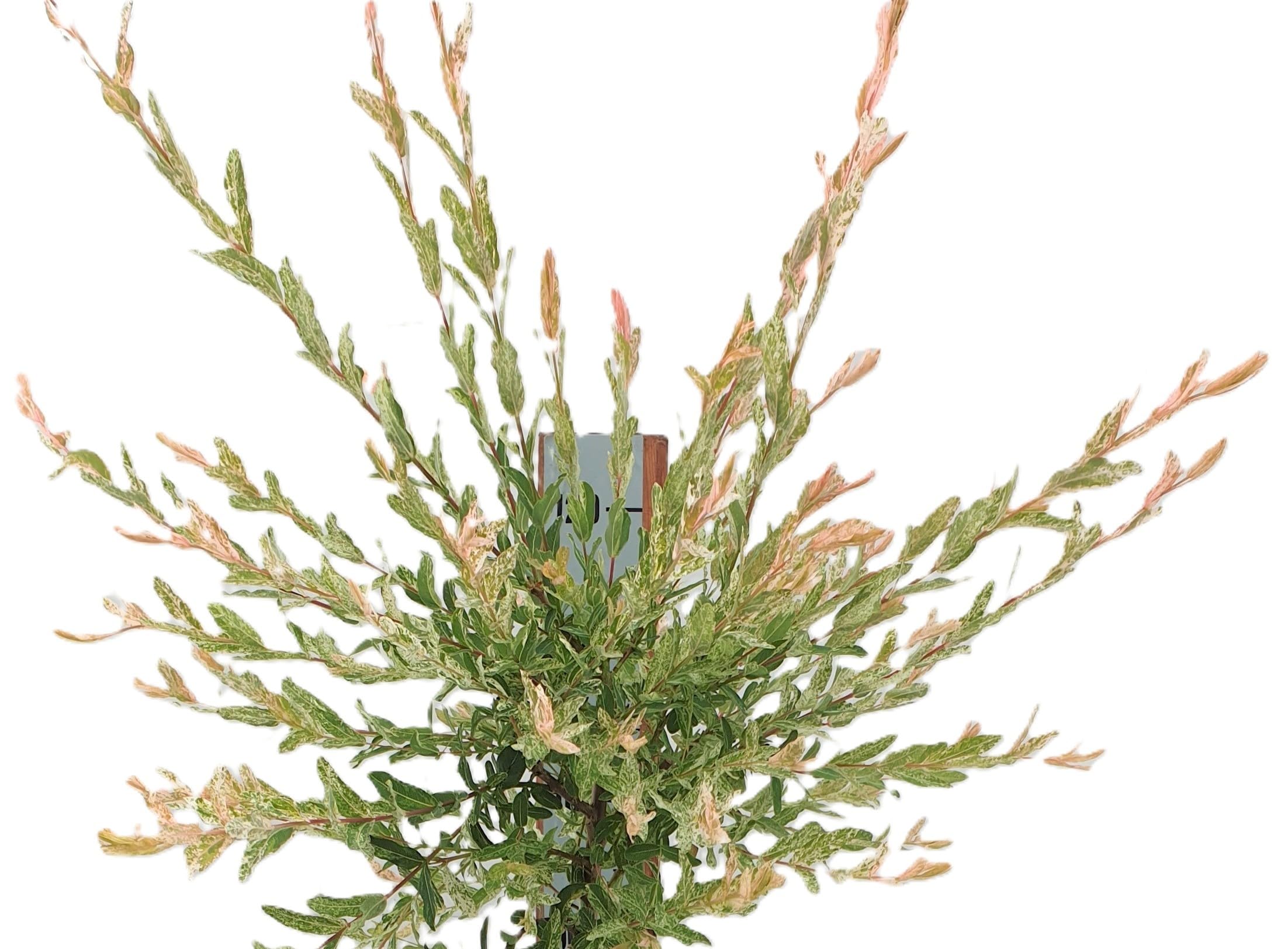 Harlekinweide/Zierweide 'Salix Nishiki' Hochstamm 80-100 cm Winterhart Freilandaufzucht