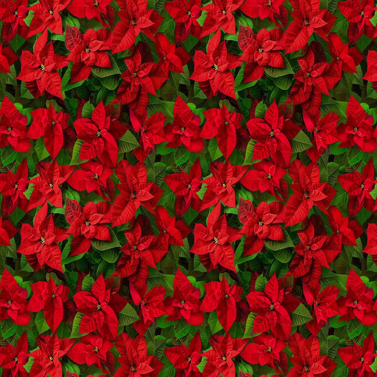 100% Cotton Christmas Fabric Material Sold By the Metre 140cm Wide - Poinsettia - CC491 - Half METRE