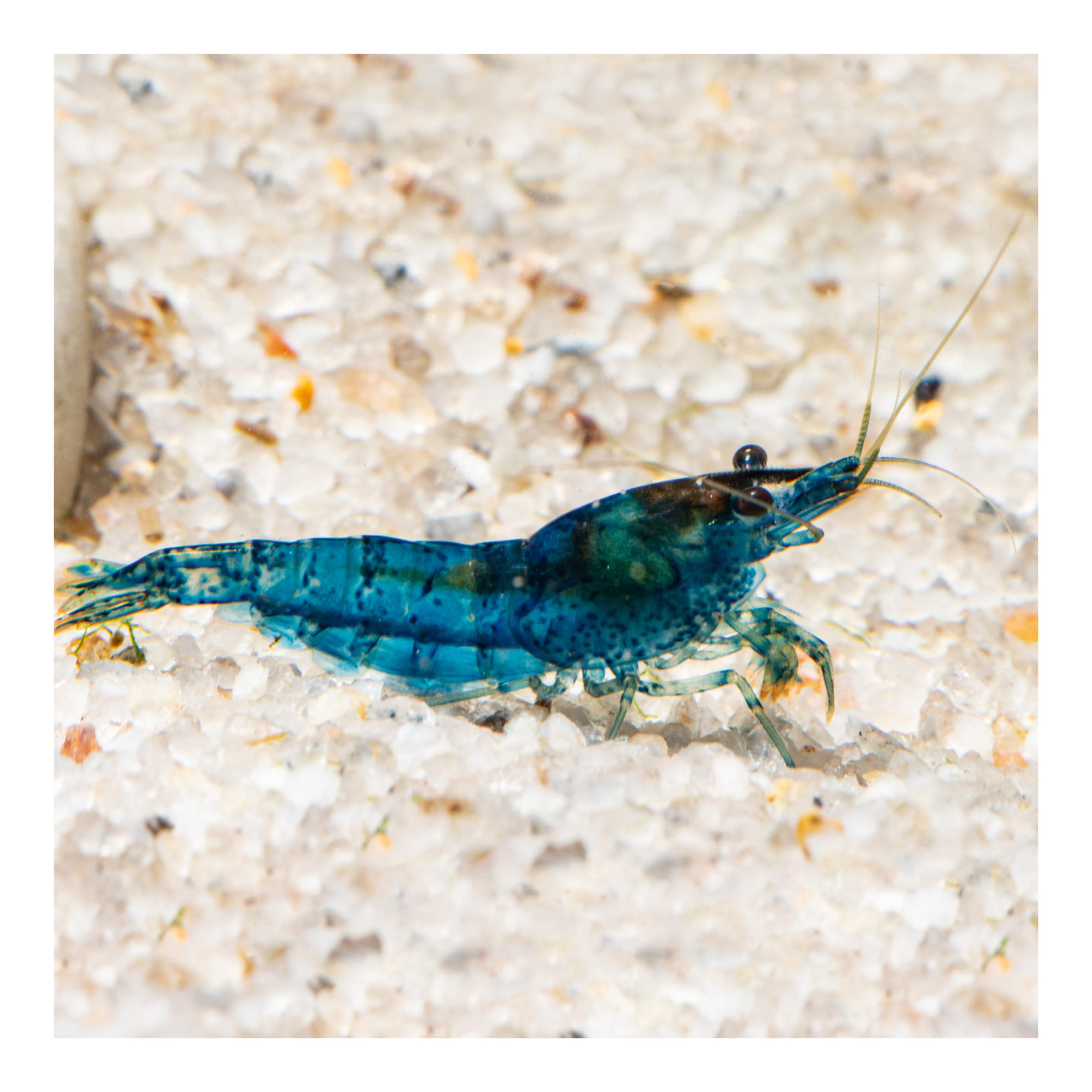 10 x Blue Velvet Zwerggarnele, Blaue Garnele Neocaridina davidi