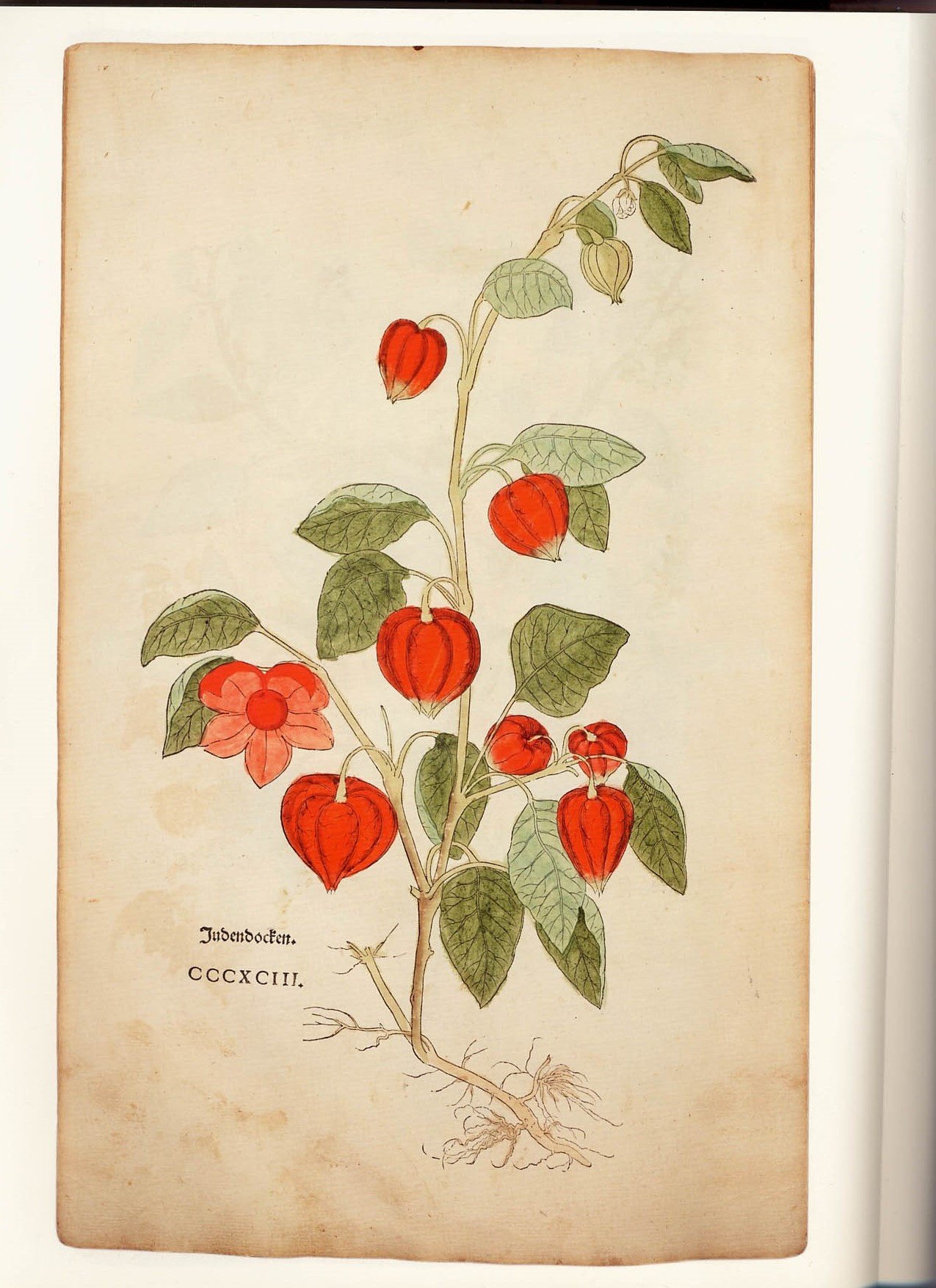 Das Heidelberger Artzney Buch 1568 - Christoph Wirsung: Naturheilkunde in der Frühen Neuzeit