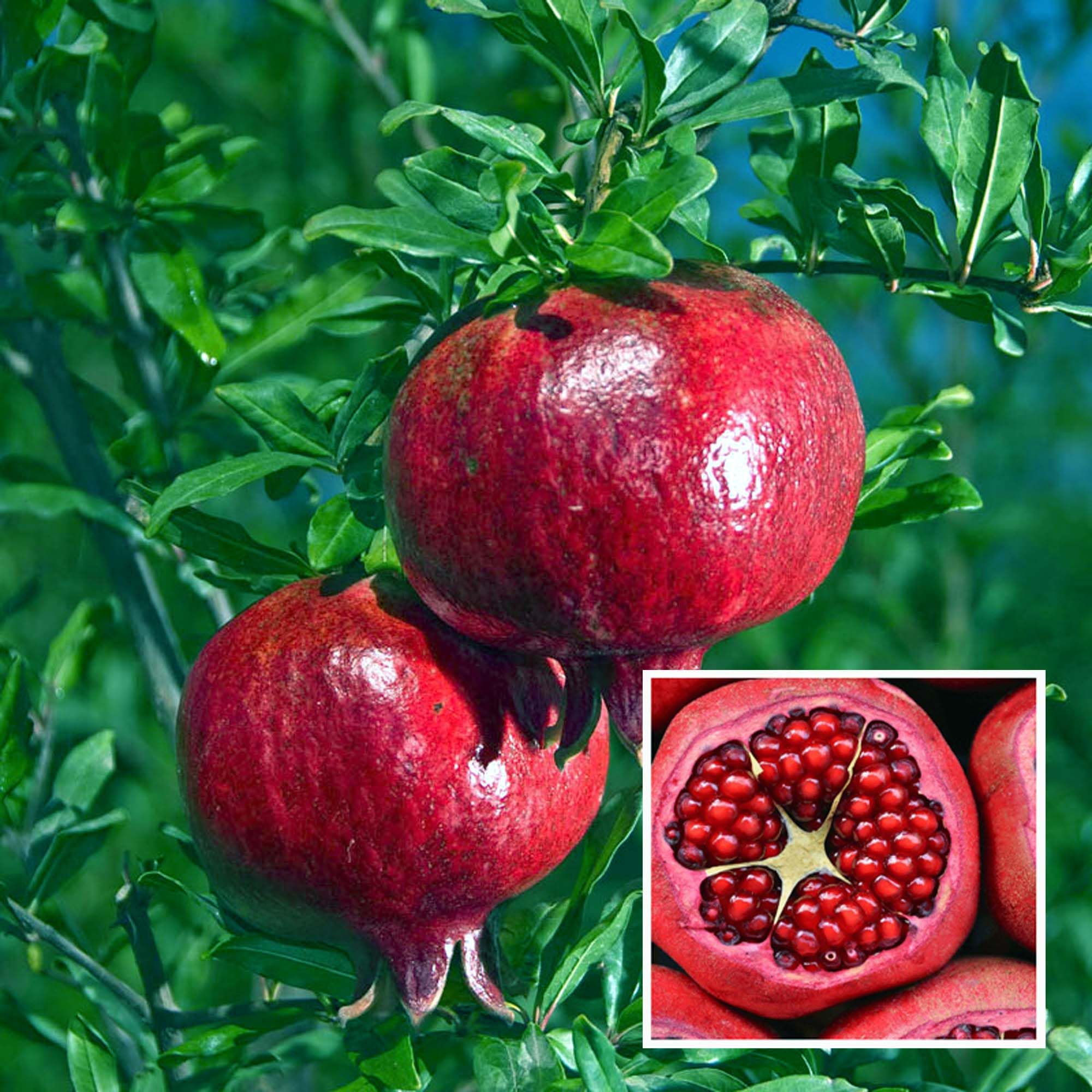 HAPING Granada Pomegranate Anar Layering/Grafted Fruit Live Plant (1.5-3 Feet Height) (B0CYBZHJ62) Amazon Price History, Amazon Price Tracker