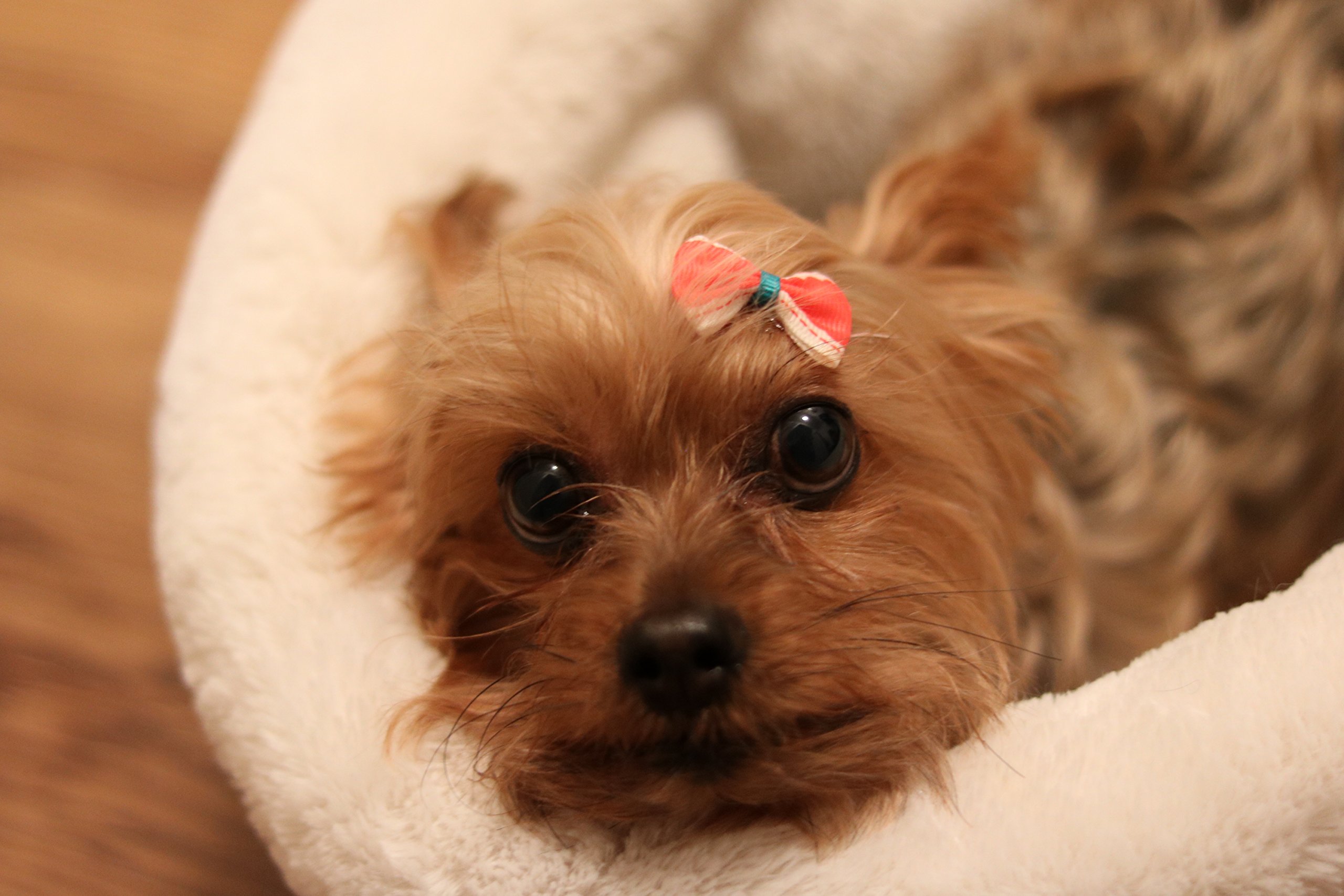 Adhesive Dog Bows atelieryuwa.ciao.jp