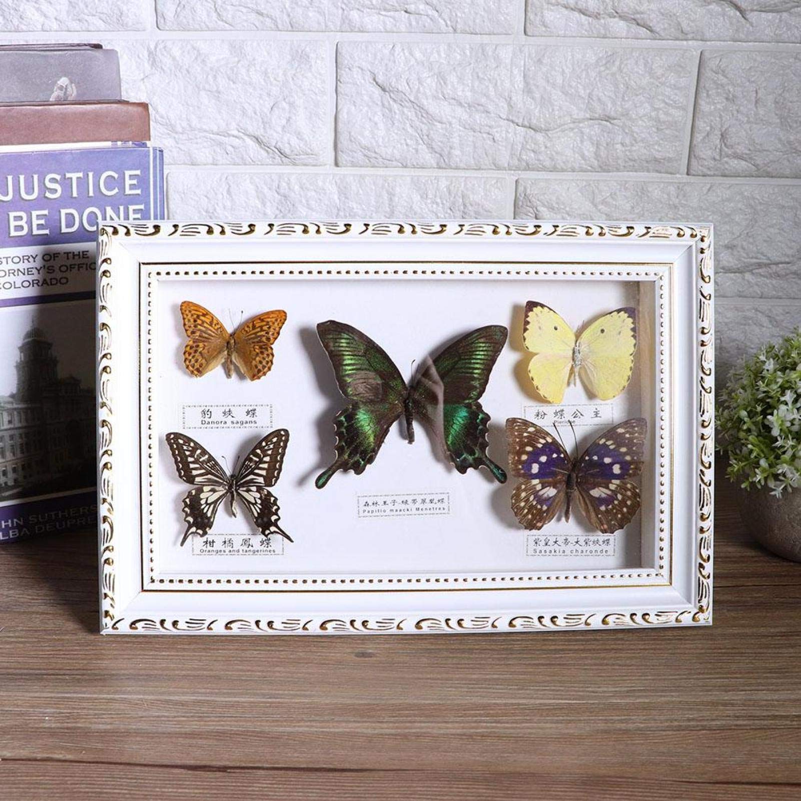 Spécimen de Papillons, spécimens de Vrais Papillons spécimen d'insecte, 5pcs Papillons pour collègues Amis(White Box)