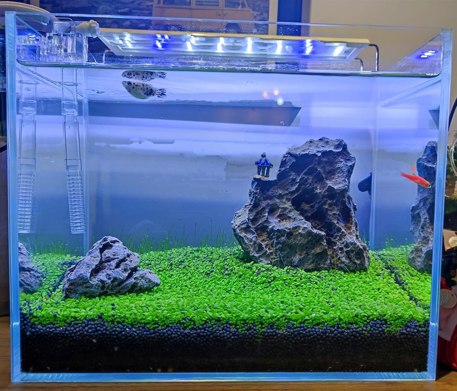 Live Aquarium Plant Seeds - VAYINATO Decoration Carpet -4