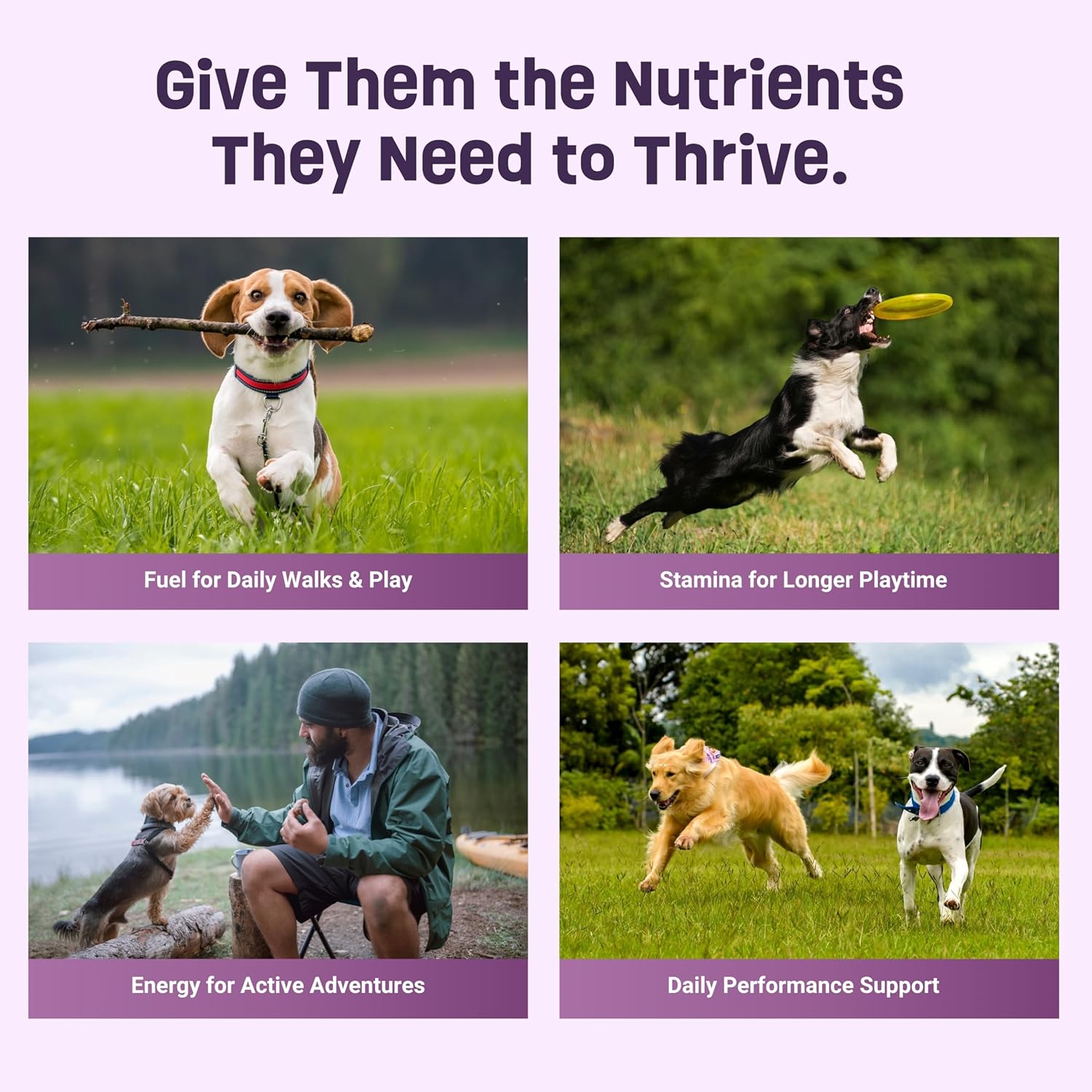 Organic Dog Treats for Everyday Wellbeing – Peanut Butter Flavor with Superfoods – High Protein & Omega-3 – Training Treats – No Fillers, Non-GMO, Vet Approved – Made in Canada - 6 oz (Pack of 6)