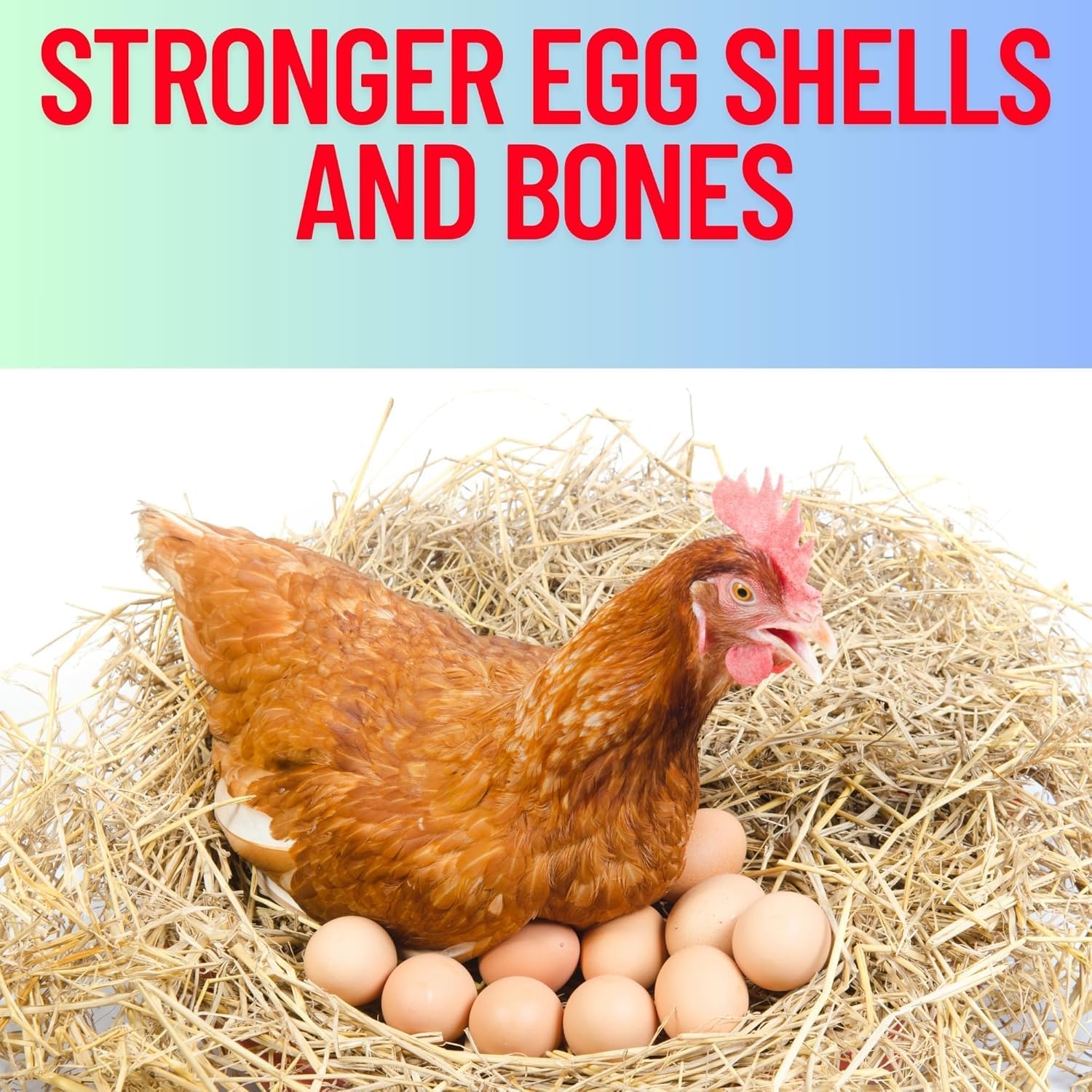 Pure Oyster Shells Minerals, High Calcium Supplement, Designed to Promote Strong Bones, Better Digestion, and Overall Well-Being for Pigeons, Small Cage Birds, Duck and Chickens 20 Pounds Bag