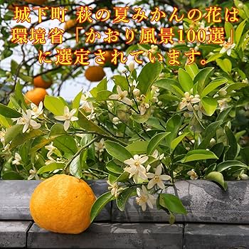 Amazon.co.jp: 山口夏みかんきらら ゼリー 山口県 萩の 夏みかん