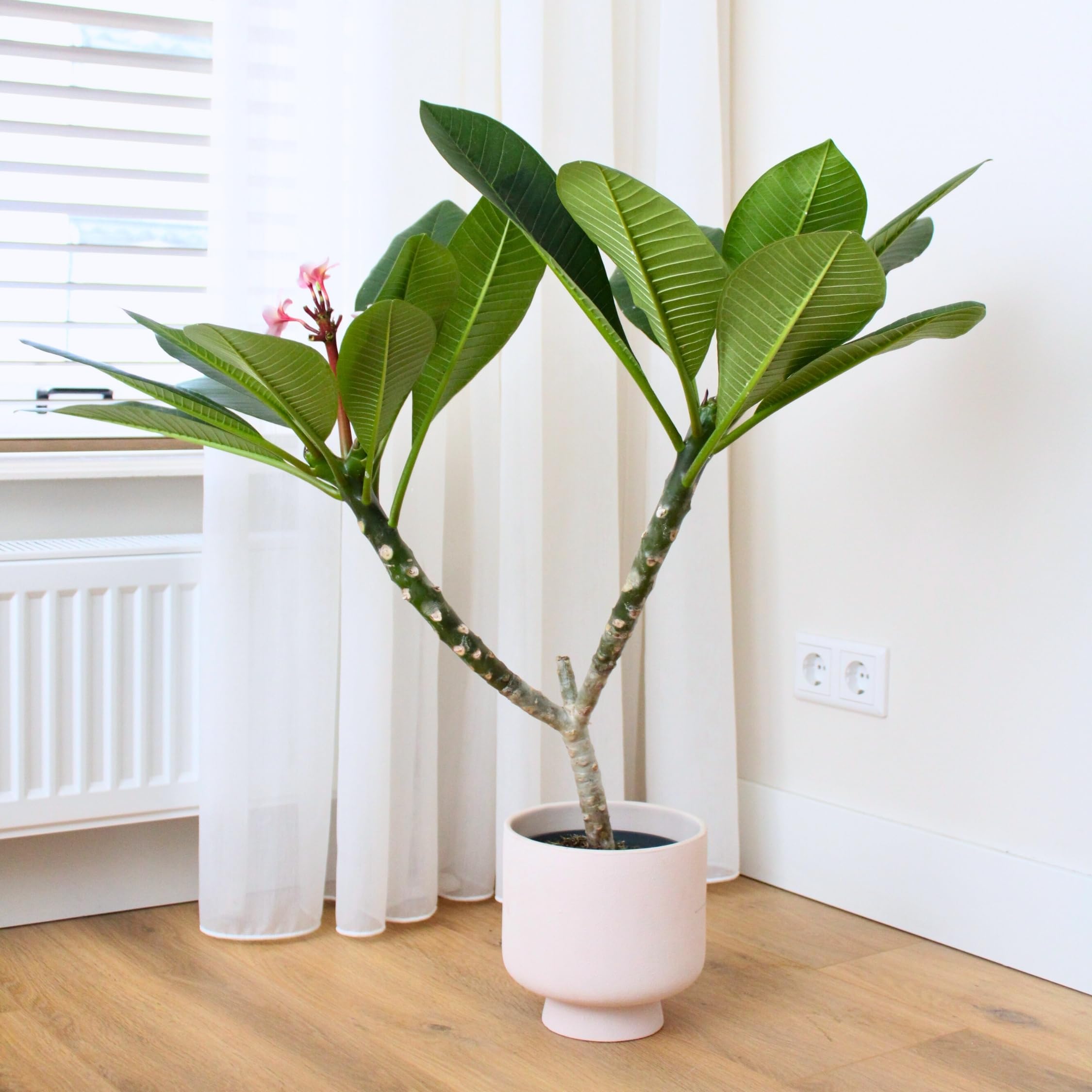 Plant in a Box - Plumeria Frangipani weiß - Hawaii - Tropische Zimmerpflanze - Stark duftende Blüten - Topf 17cm - Höhe 55-70cm