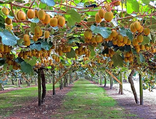 Miniatura 2 de 1000 semillas de kiwi para plantar semillas de frutas sin OMG para el patio del hogar, fáciles de cultivar
