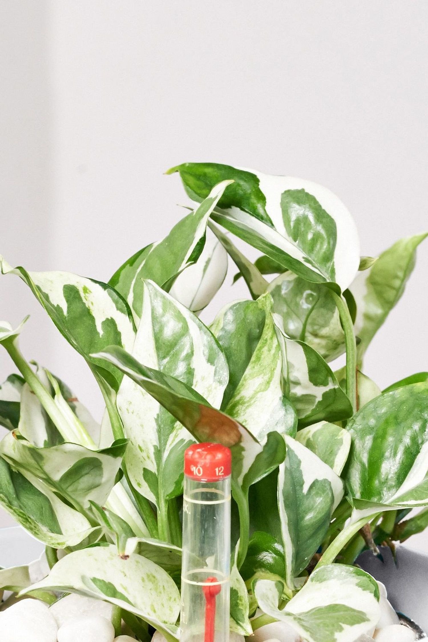 EVRGREEN | Zimmerpflanze Efeutute in Hydrokultur mit schwarzem Topf als Set  | Epipremnum pinnatum N'Joy : Amazon.de: Garten