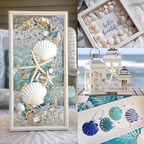 Miniatura 7 de PPCLION 24 piezas de estrellas de mar naturales de 2 a 4 pulgadas y concha de vieira para hacer manualidades, decoración de playa, fiesta temática