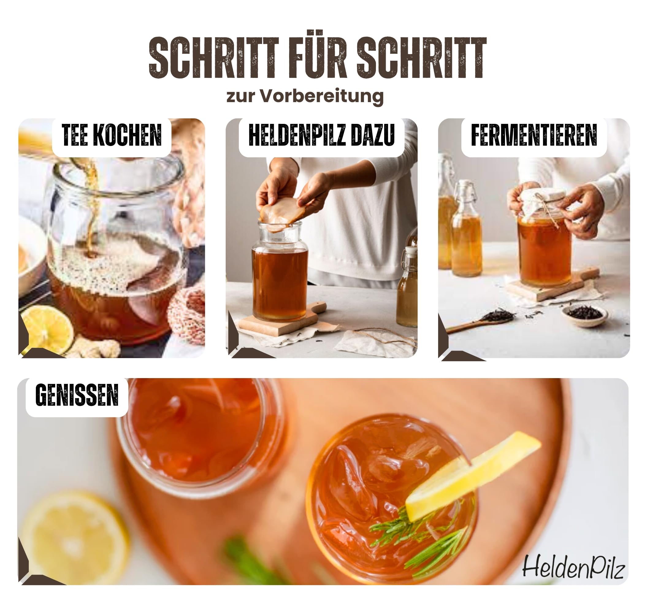 HeldenPilz Kombucha - Scoby vital y potente con líquido de raíz | Para 6 l de kombucha | Garantía de éxito, 100% natural, duradero