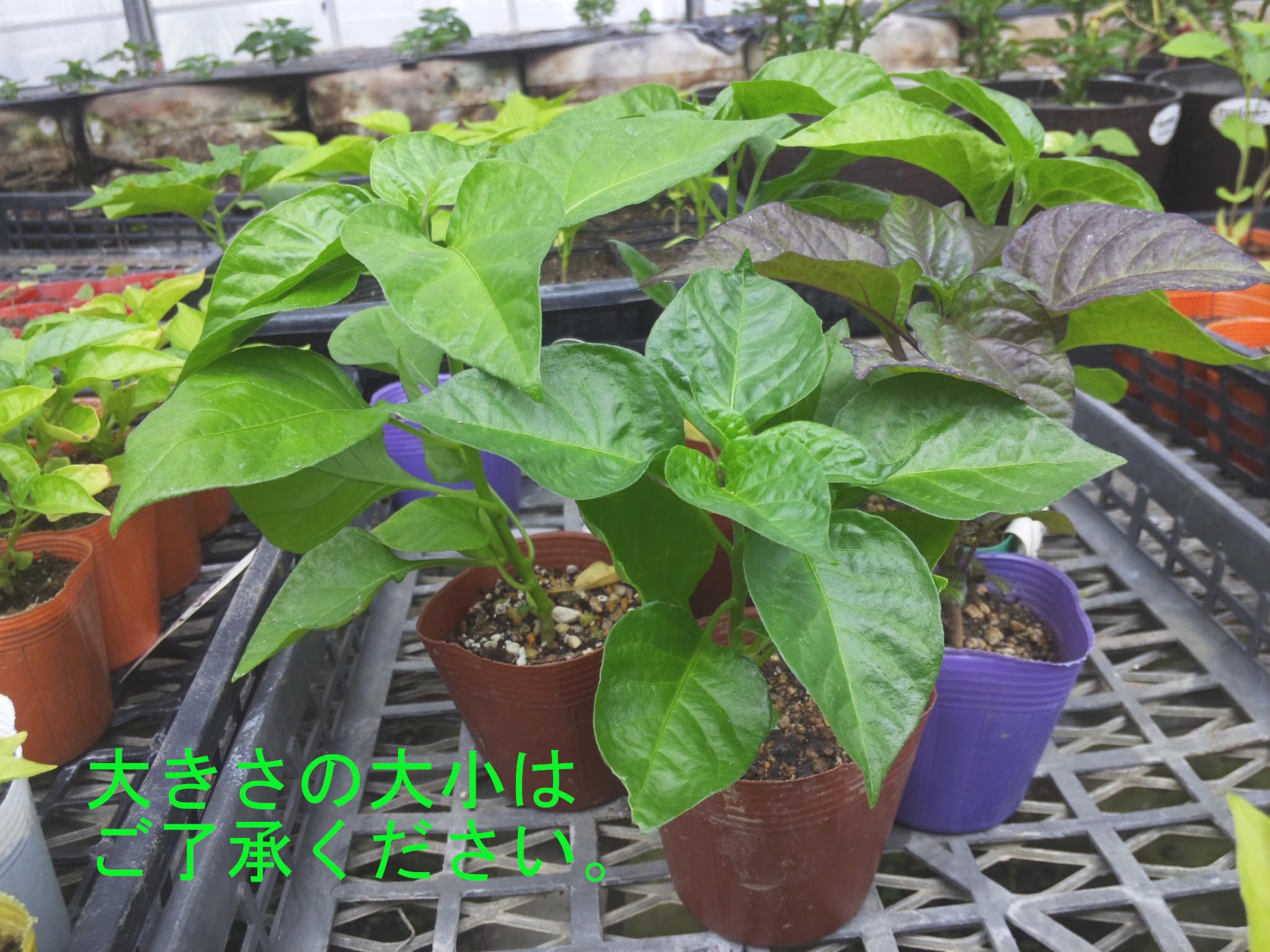 Amazon.co.jp: ノーブランド品硫黄島とうがらし7.5cmポット苗7.5cm