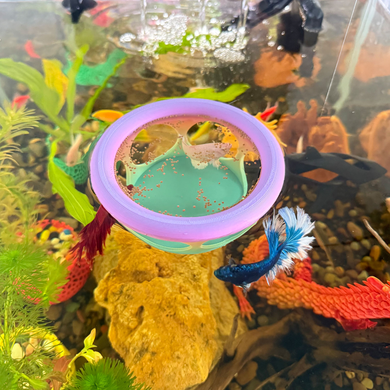 Fish Tank Setup With Hiding Spots: Ultimate Guide for Happy Fish