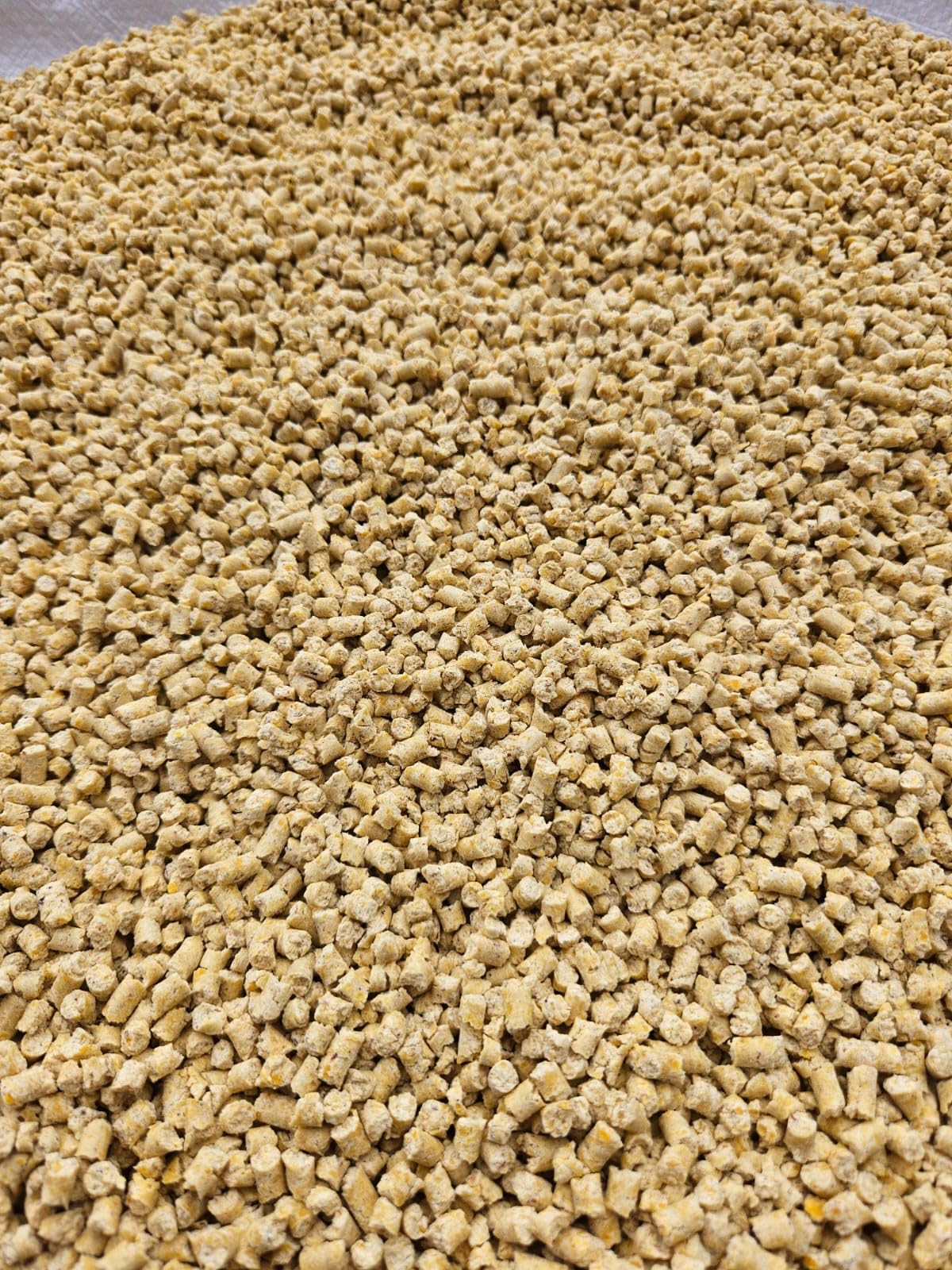 ASF Katzenstreu aus Mais 19 kg (35 l), klumpend - Naturstreu aus 100% Mais, staubarm, geruchsbindend, biologisch abbaubar, ohne Duftstoffe und chemische Zusätze, sanft zu Katzenpfoten
