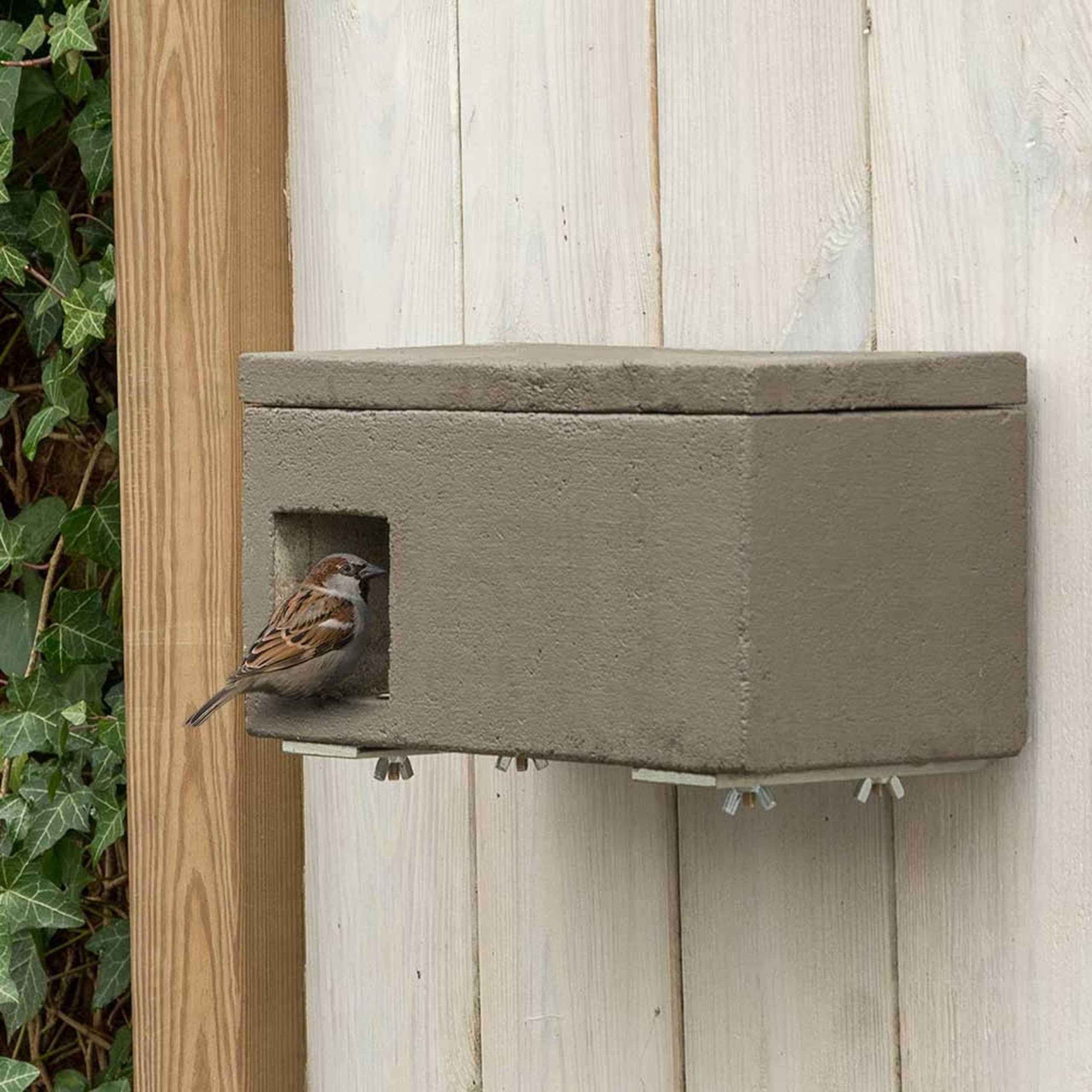 CJ Wildlife Nistkasten Sperling – Vogelnistkasten für draußen wetterfest – Holzbeton mit Plattform – 10 Jahre Garantie – Brutkasten für Haussperlinge