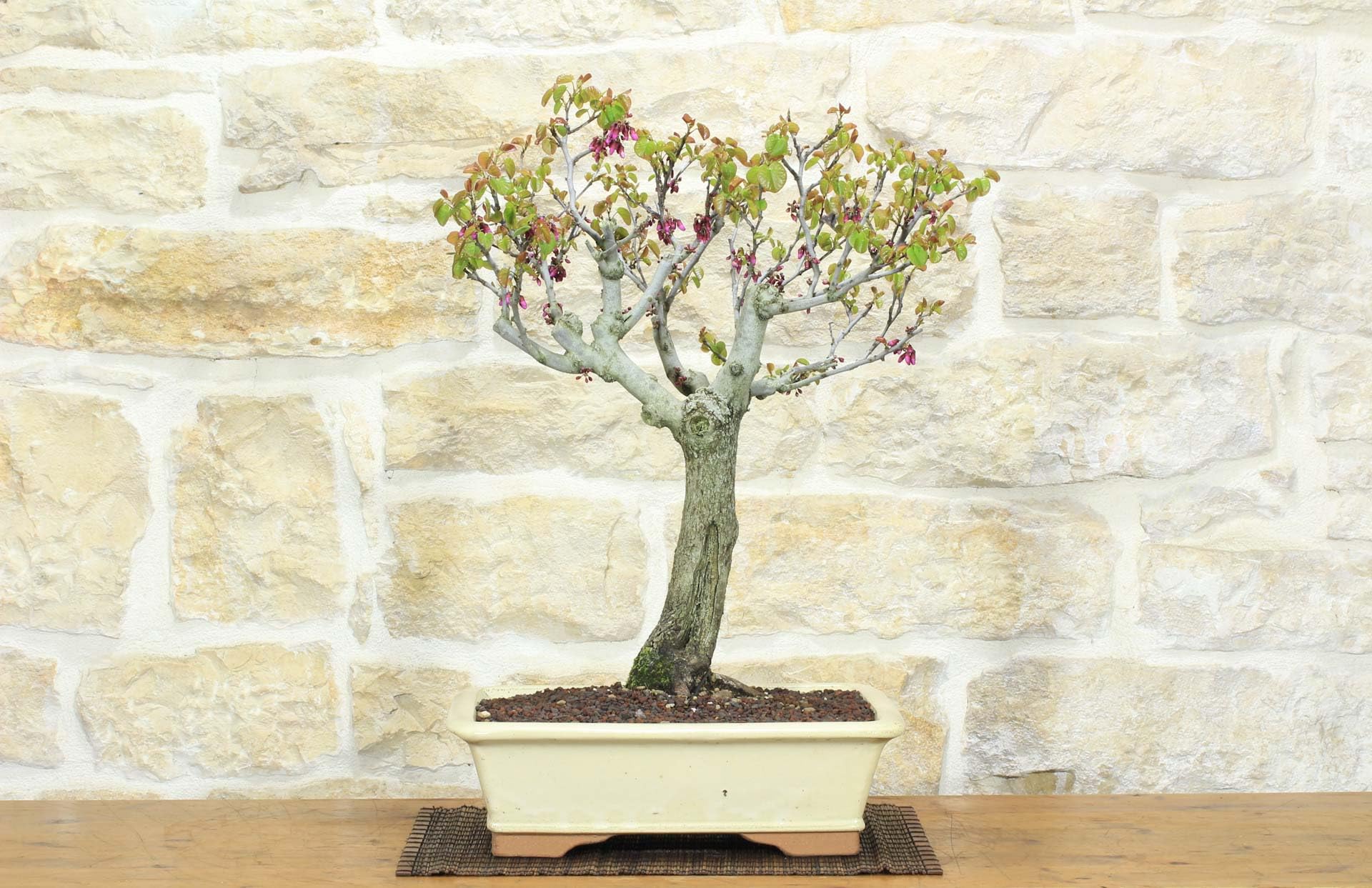 Cercis Bonsaï - Arbre de Judée (75)