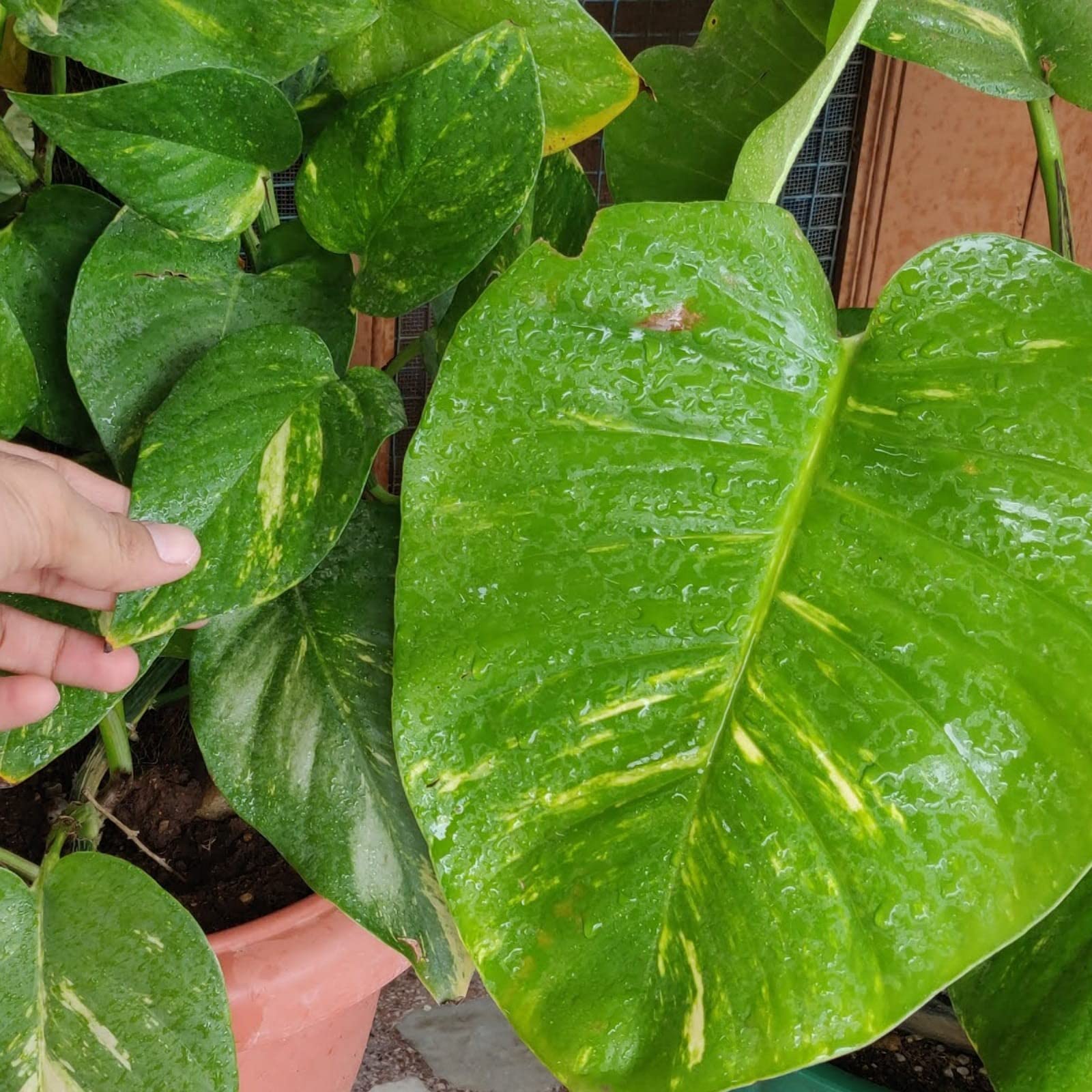 See full amazon price history chart for Gurveplantationi Premium Big Leaf Money Plant Indoor Large Leaf Houseplant And Office Decor Gurveplantationi Premium Big Leaf Money Plant Indoor Large Leaf Houseplant And Office Decor (B0CH9QRBTM) Amazon Price History, Amazon Price Tracker
