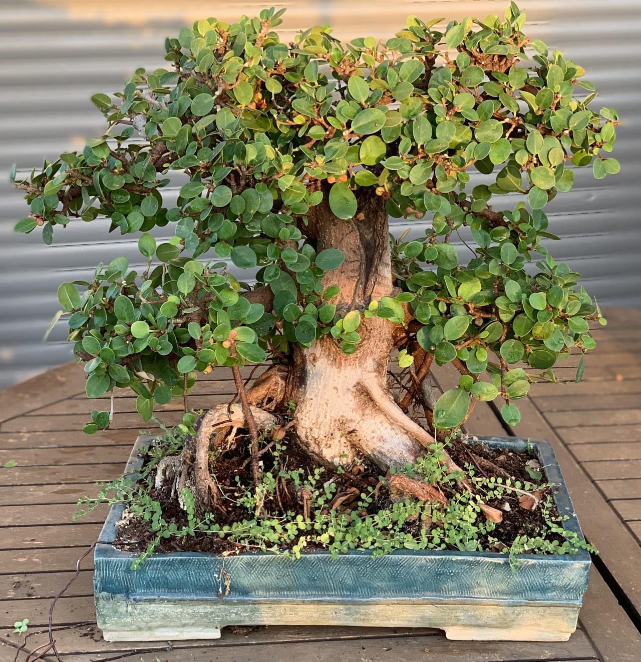 DDN Plants` Ficus Ginseng Microcarpa Live Plant Malayan Chinese Banyan Money Tree Good Luck Feng Shui Indian Laurel Fig Indoor Bonsai Plant. DTHY564 (B0CM38HHQG) Amazon Price History, Amazon Price Tracker