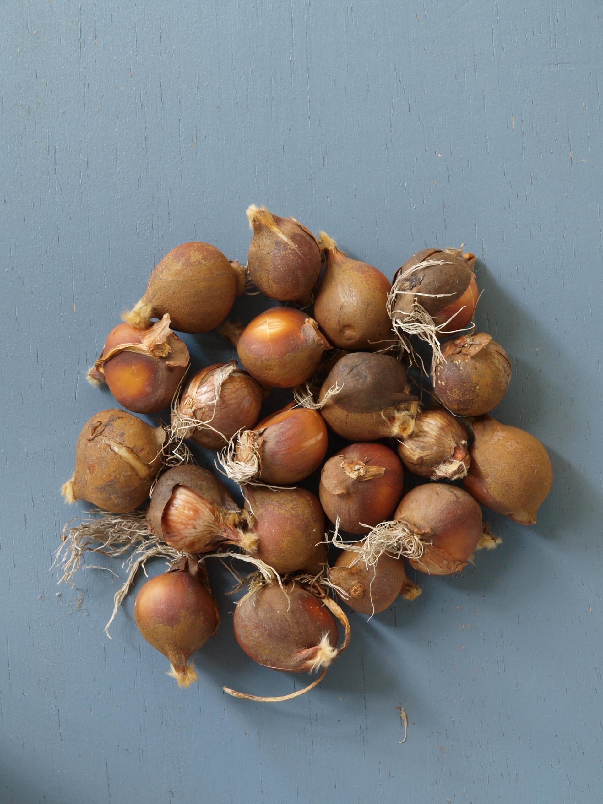  レア　チューリップブロッサム Amazon | はなみどり 原種系ミニチューリップ ブライトジェム