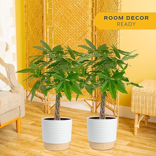 Miniatura 2 de Costa Farms Árbol del dinero plantas vivas en maceta decorativa, planta de interior grande purificadora de aire, perfecta para decoración del hogar