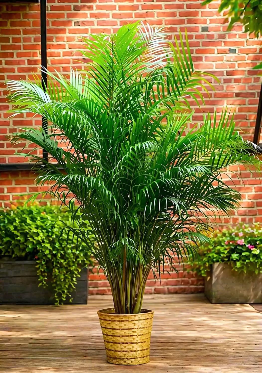 REMASLARIC-Beautiful Nutural Air Purifying Big Size Areca Palm Plant Tree For Home Garden Outdoor & Indoor Plant With Grow Bag.(Plant Height -2Feet-2.5Feet)-image-48