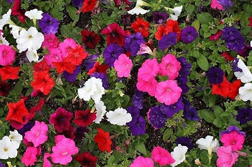 Petunia - Dwaf Mix Color - (5000 semillas) Flowers Great Ground Cover