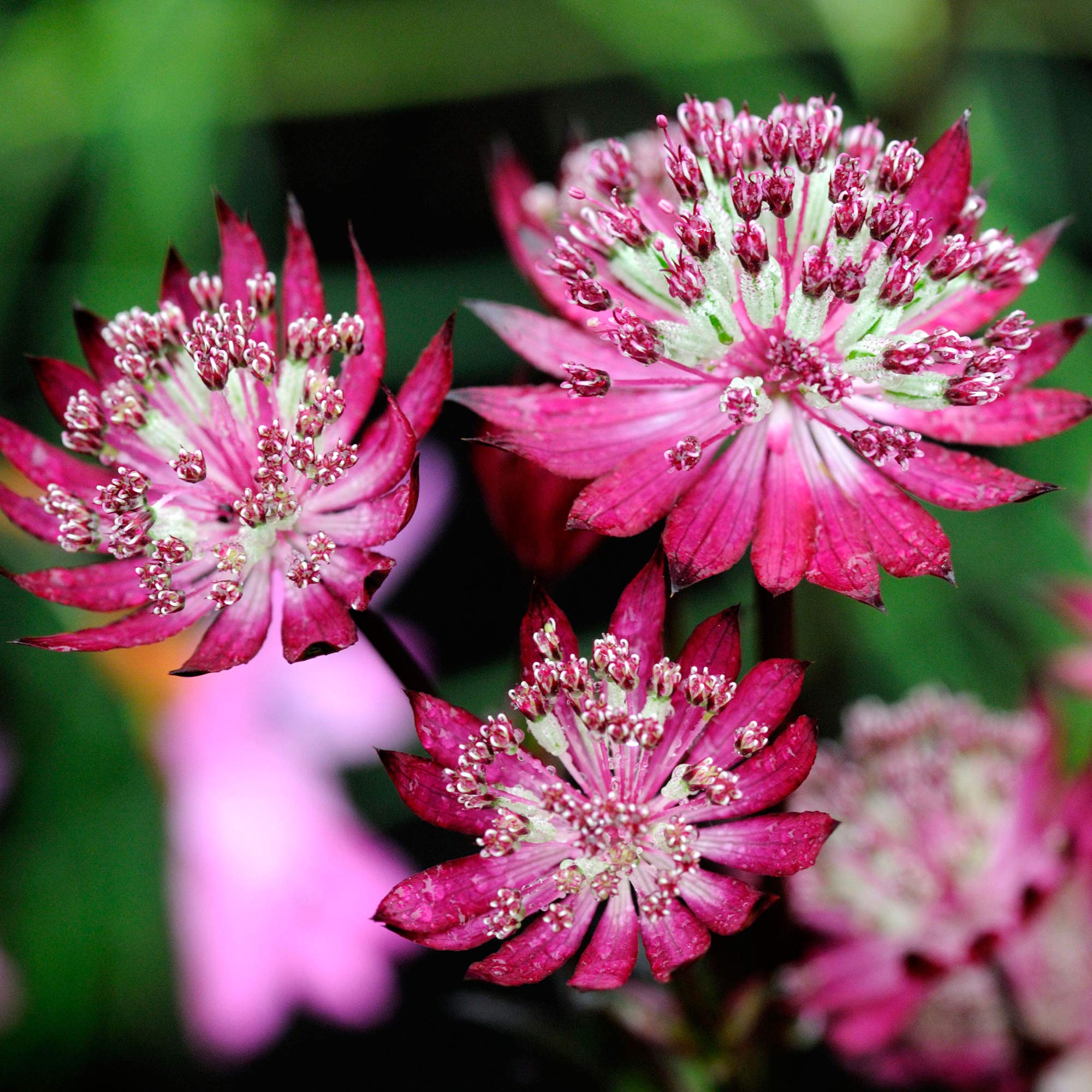 Astrantia Claret Masterwort Tall Red Flowering Herbaceous Perennial Garden Shrub (15-30cm Incl. Pot)