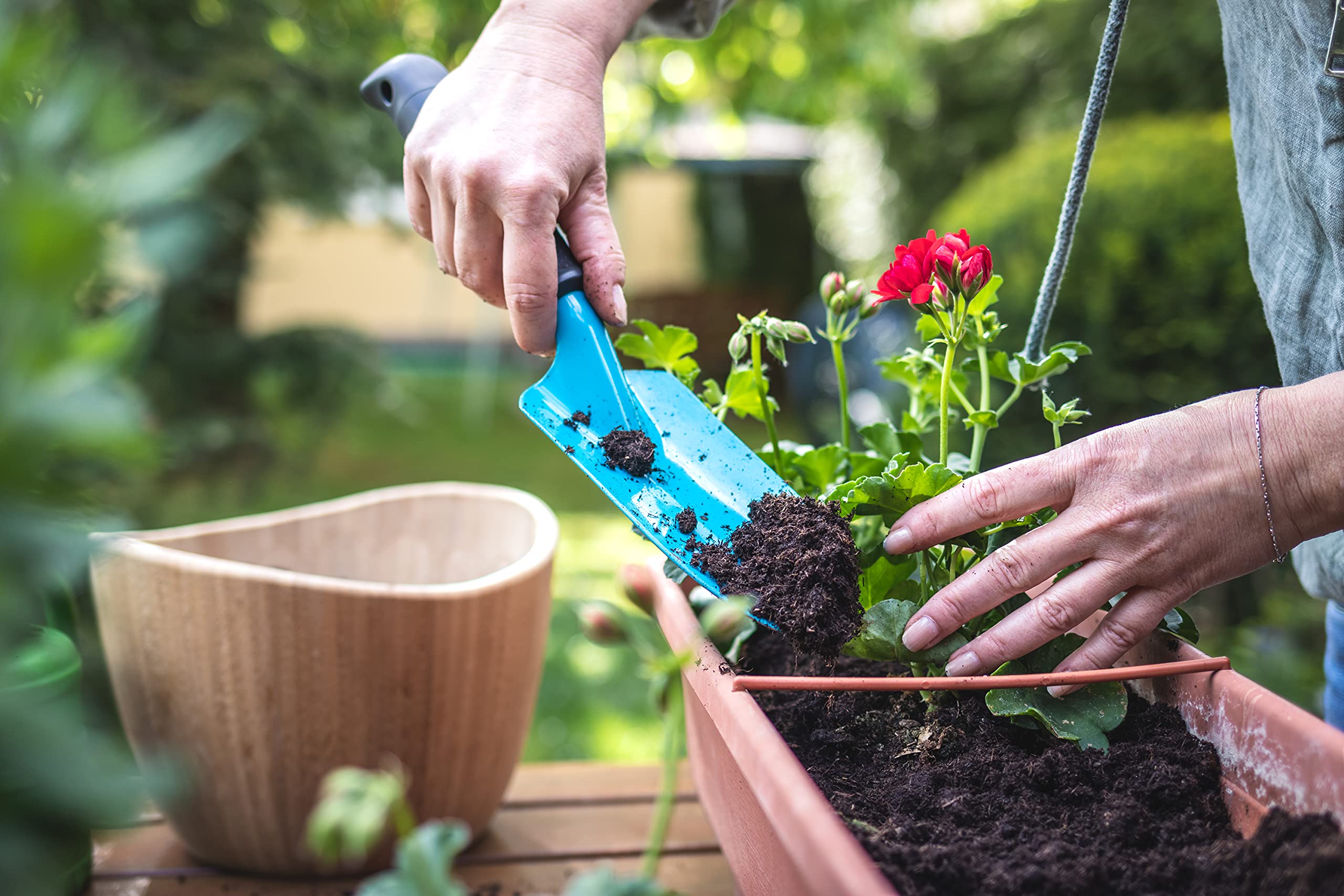 cosmo dnger Schmuckkrbchen 'Daydream' Saatgut  Sommerblume