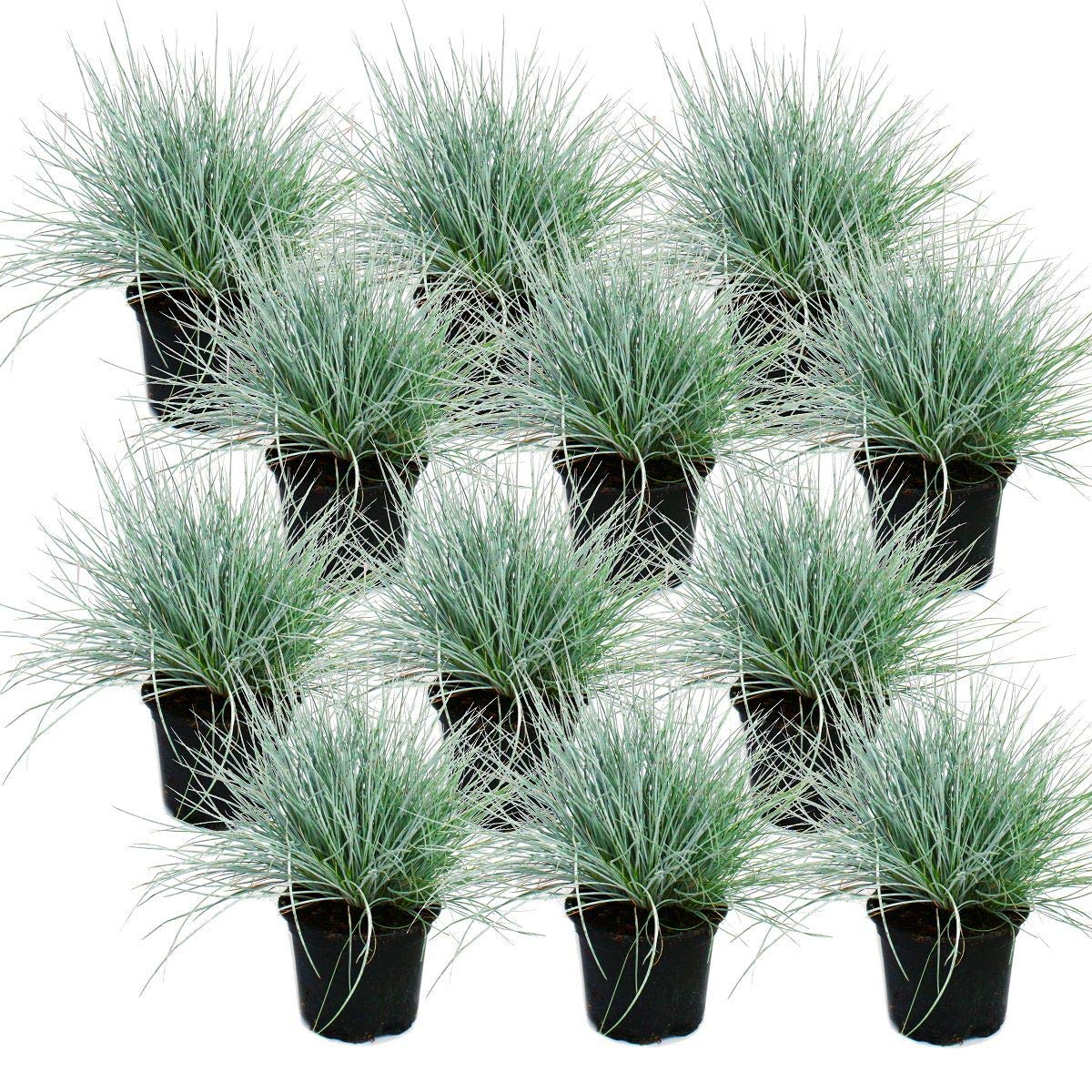 Blue fescue grass - Festuca glauca - 9cm pot 12 Pflanzen