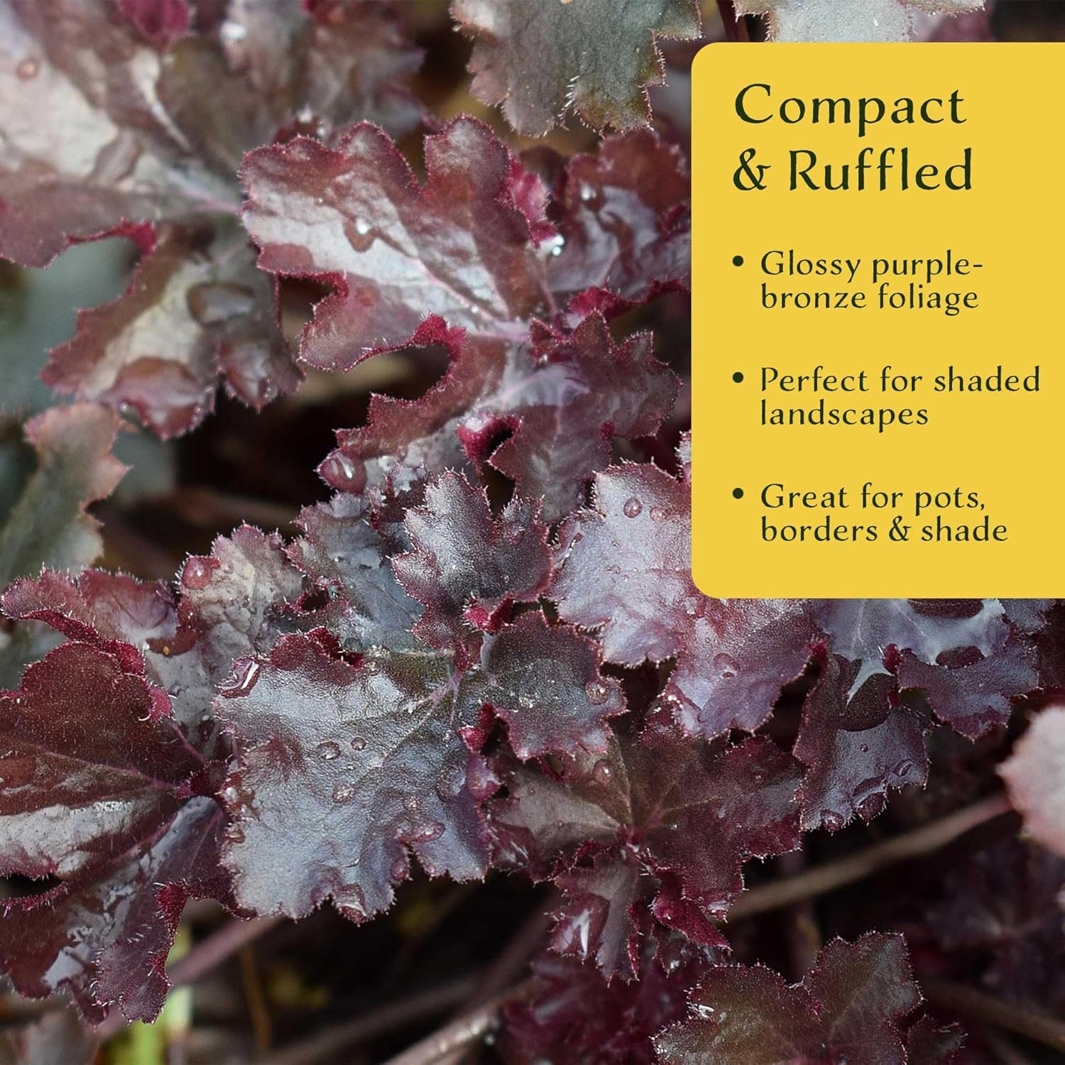 6 Dark Storm Coral Bells – Near Black Evergreen Shade Perennial with Glossy, Compact Ruffled Foliage for Borders & Containers (Heuchera ‘Dark Storm’) in 3.5” Cubes, Live Plants