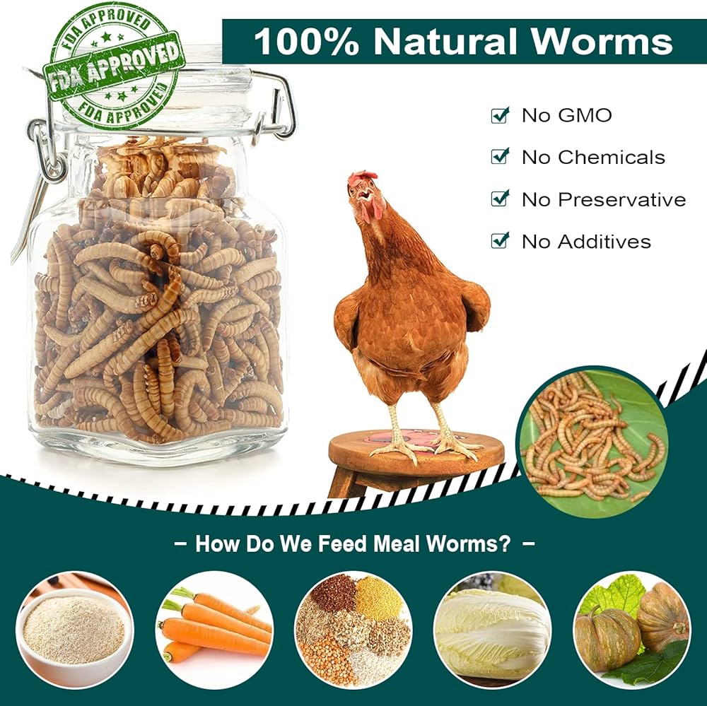 Reasons To Feed Your Chicken Mealworms edu.svet.gob.gt