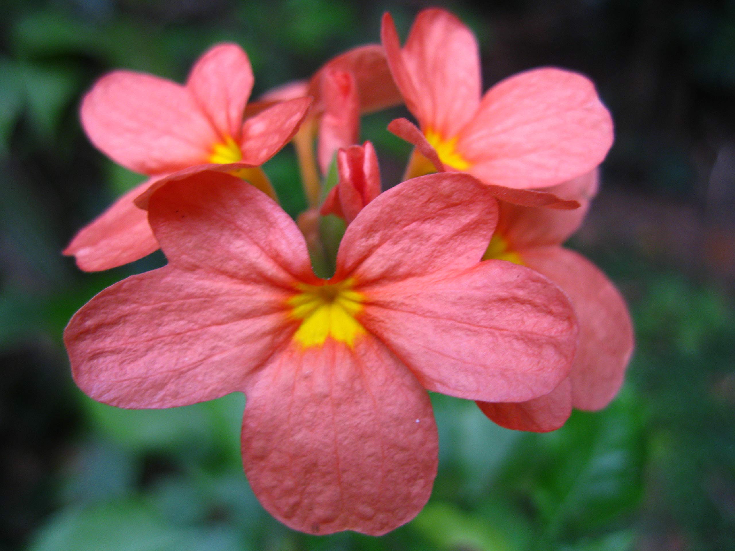 CooPany® Crossandra infundibuliformis/Crossandra/Aboli/kanakambaram/kanakambara/Fire Cracker Flower Orange Colour Flower Live Plant (B089RLGVC4) Amazon Price History, Amazon Price Tracker