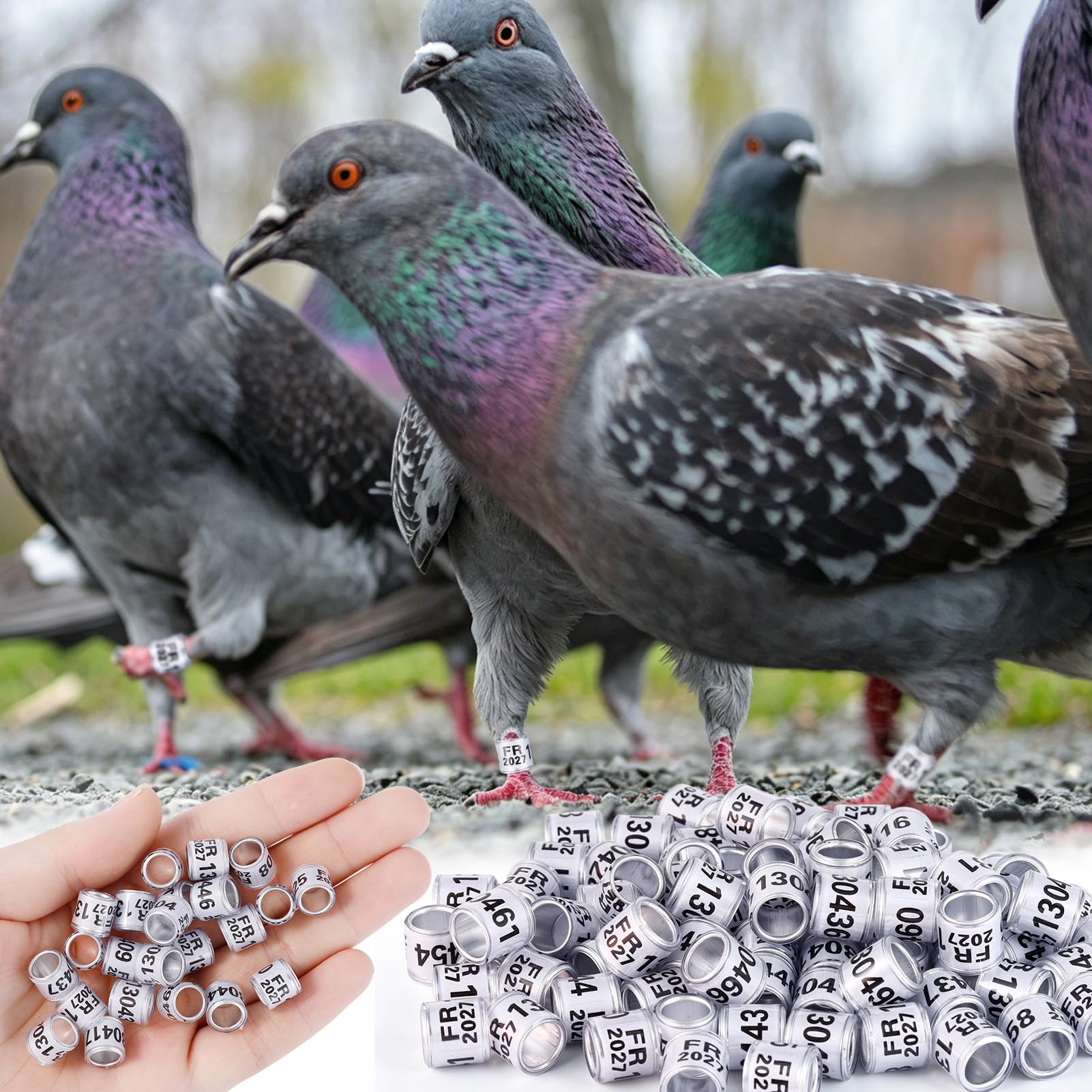 Amazon.com : FULAIERGD 100Pcs Aluminium Pigeon Leg Rings Dove Leg